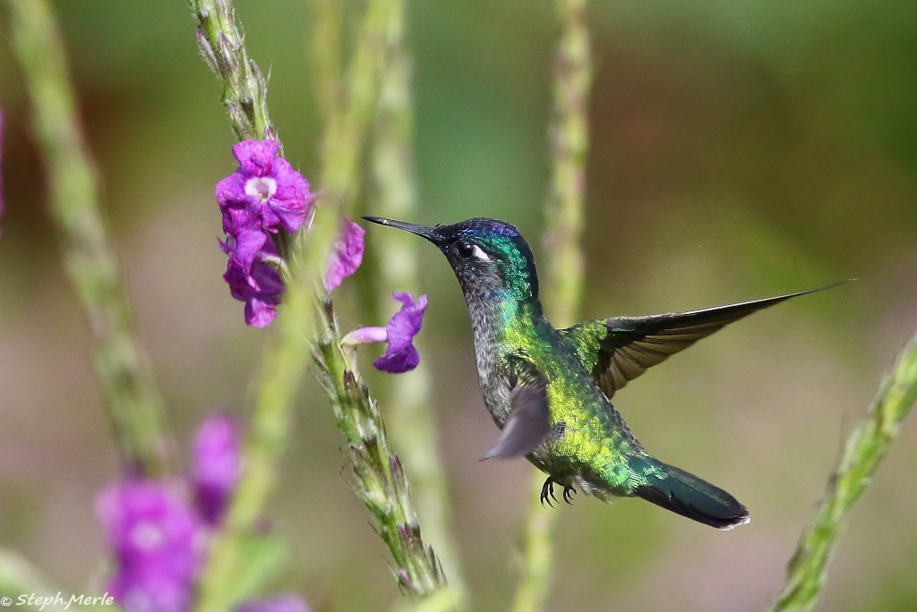 22-Colibri à tête violette mâle- Arenal.JPG