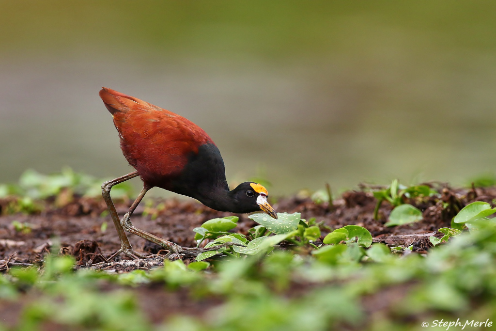 29-Jacana du Mexique - Boca Tapada.JPG