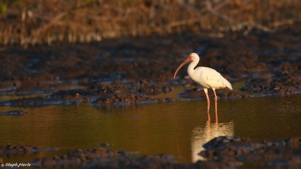 31. Ibis blanc- Manzanillo.JPG