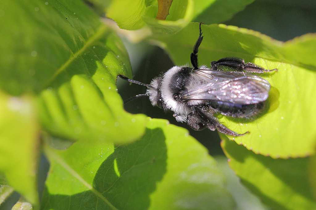 Andrena cineraria IN.jpg