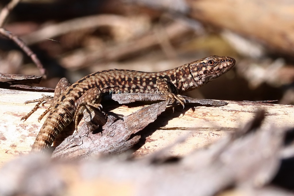 2 IMG_0881X Lézard Podarcis muralis.JPG