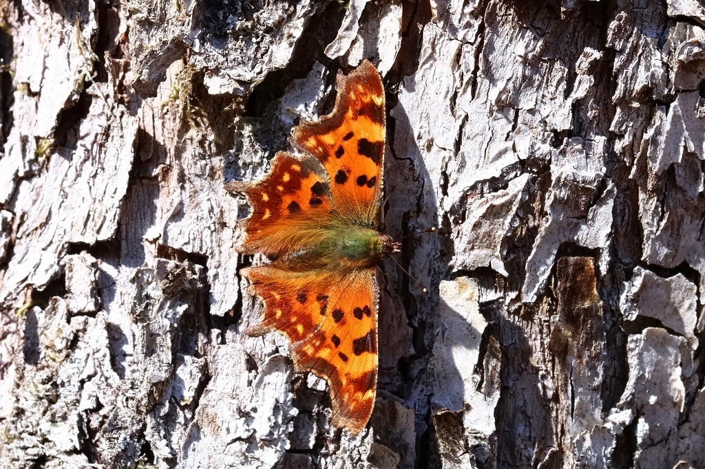 3 IMG_0898X Polygonia c-album.JPG