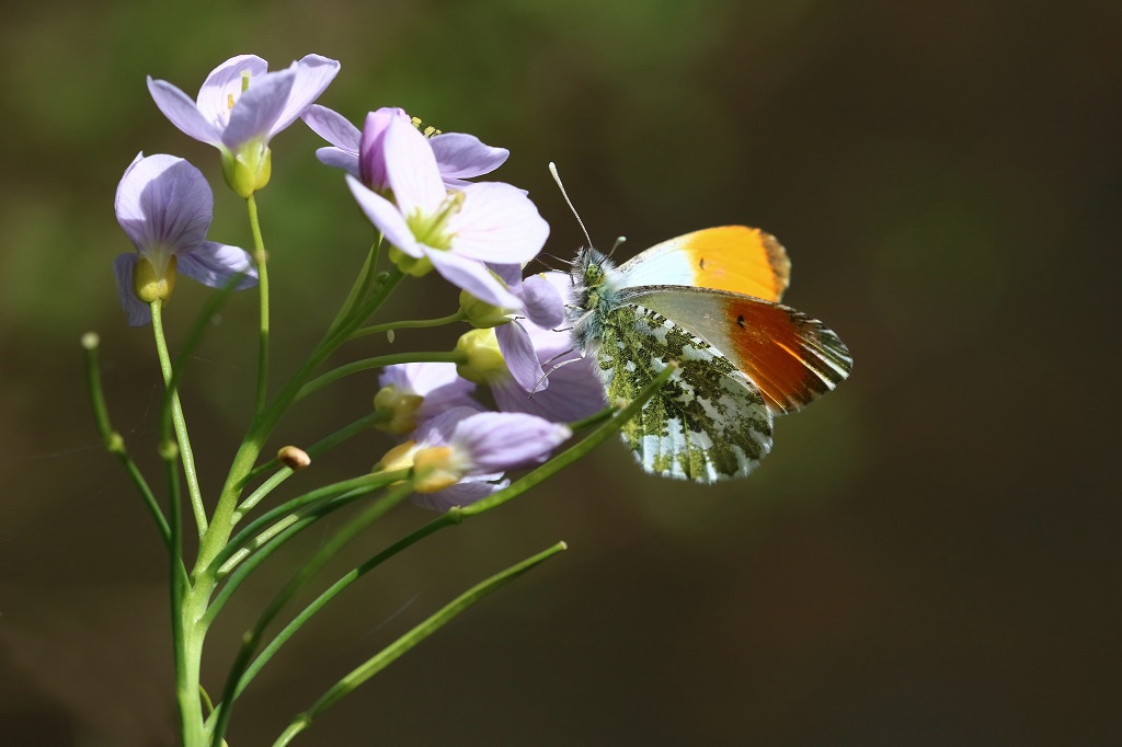 6 IMG_2486X Anthocharis cardamines.JPG