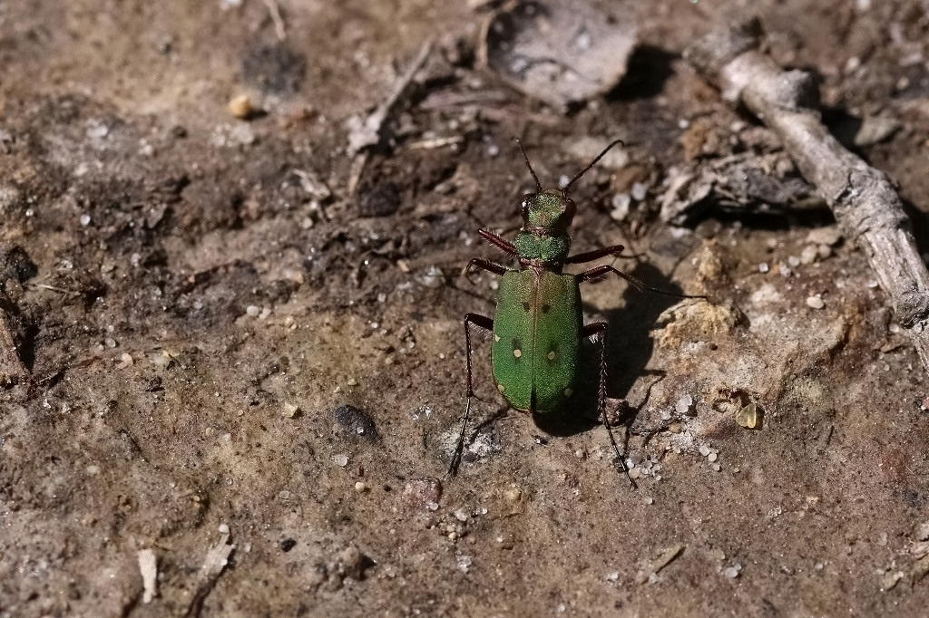 10 IMG_3094X Cicindela campestris.JPG