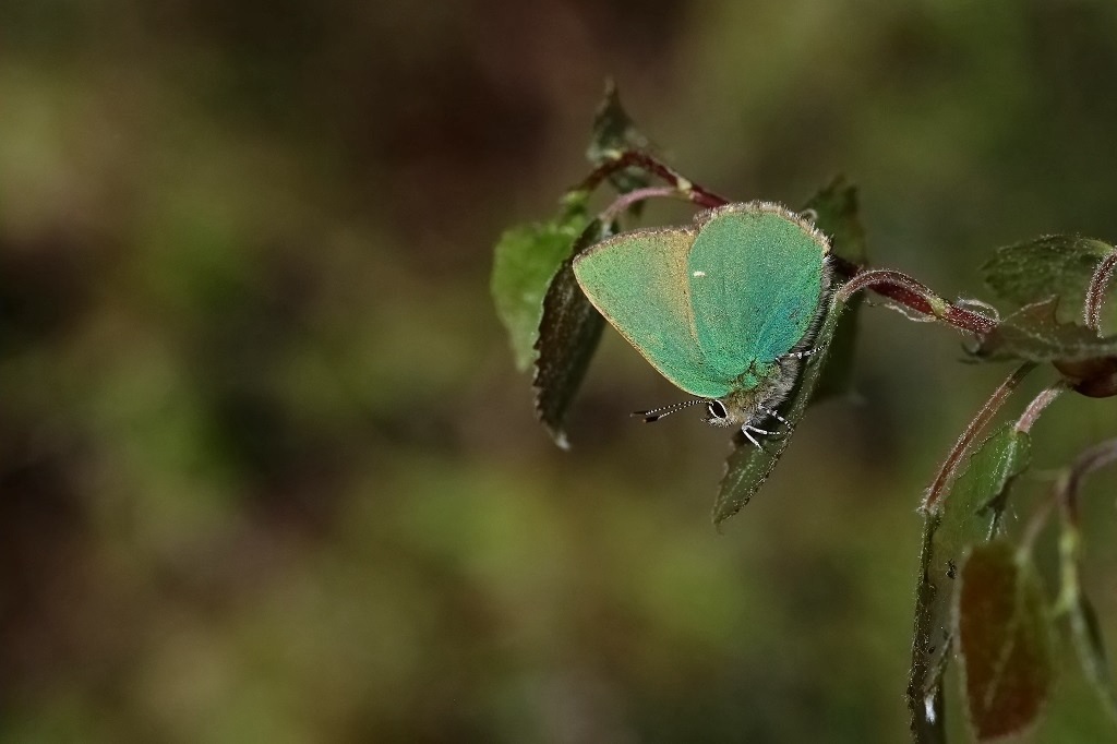 12 IMG_5128X Callophrys rubi Argus vert.JPG