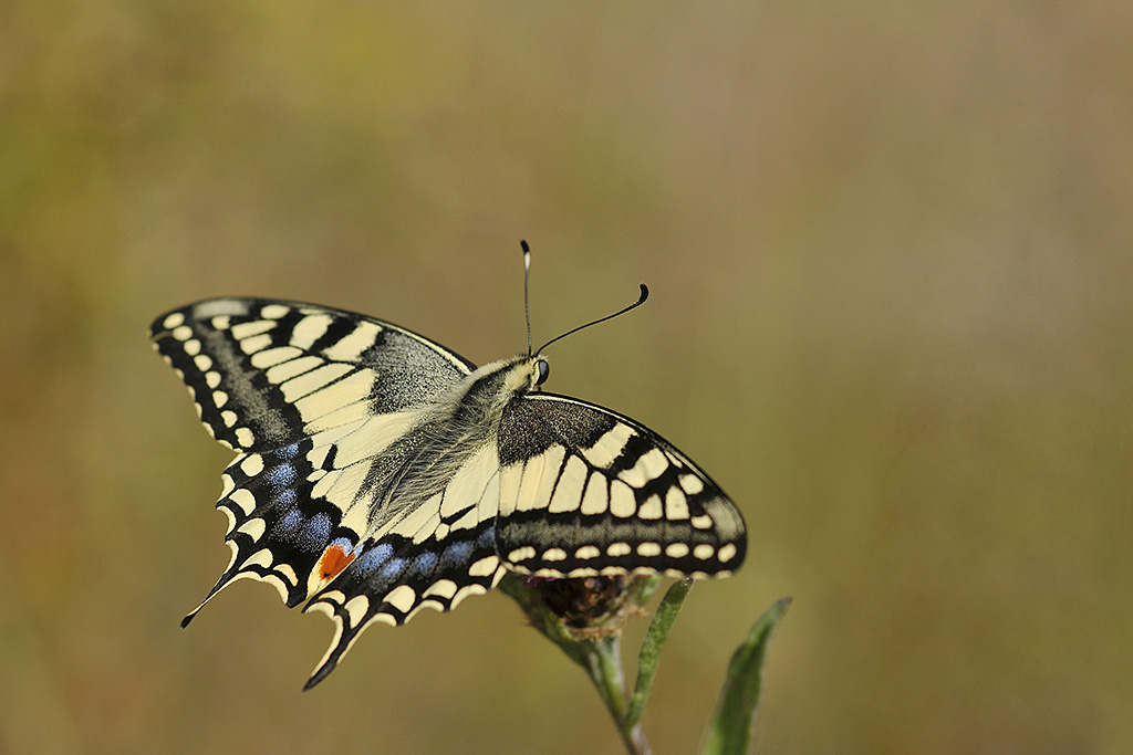 Machaon 8rec.jpg