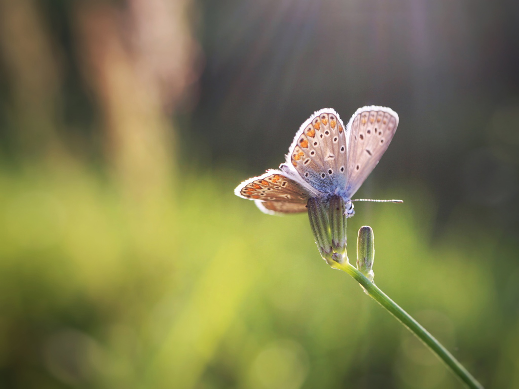 Concours Image & Nature_Papillons_2.jpg