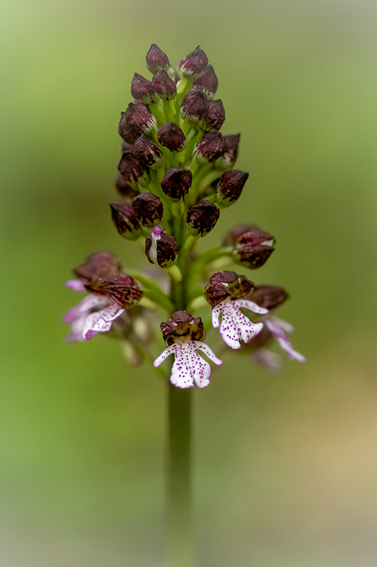 orchis pourpre 2022 3.jpg
