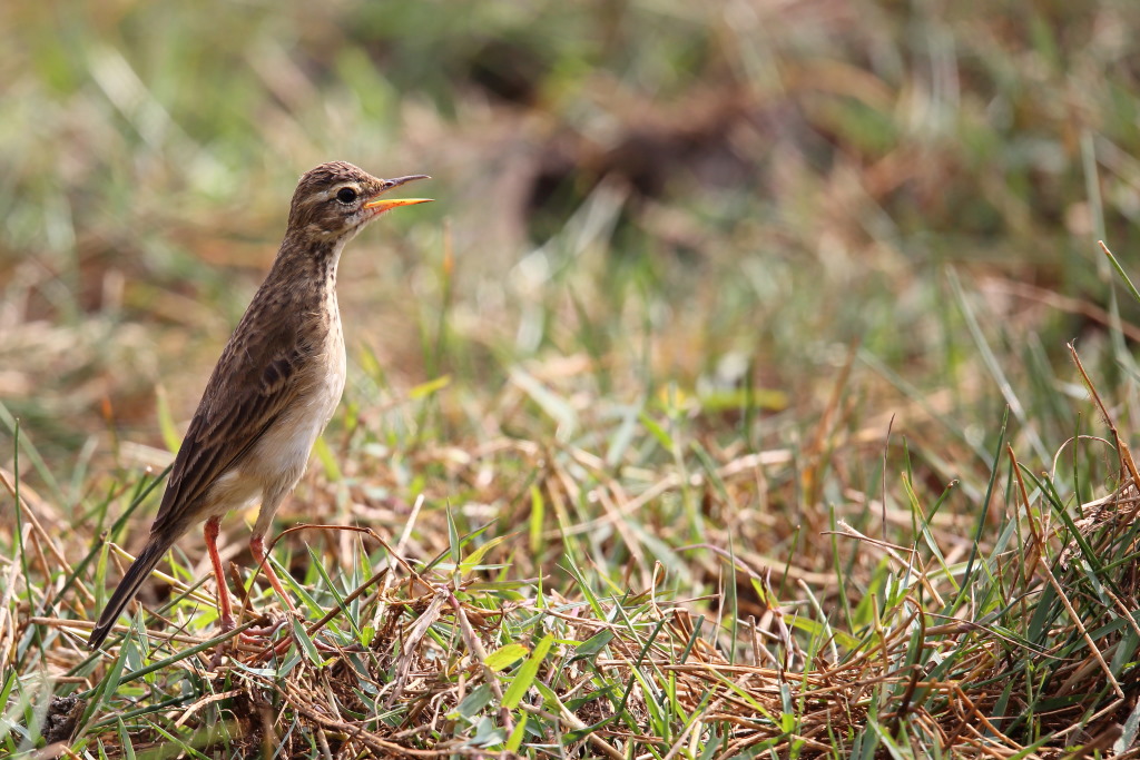 162 Pipit de Richard.jpg