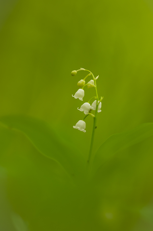 muguet 2022 4.jpg