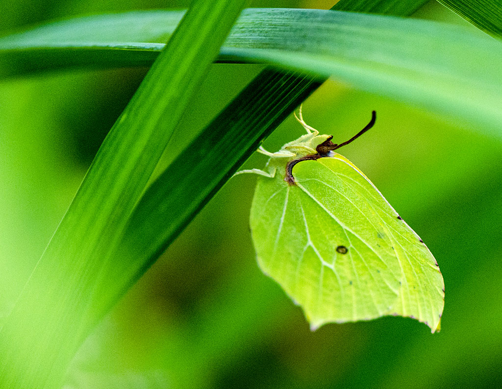 papillon-citron-gonepterix rhamni_DSC1566.jpg