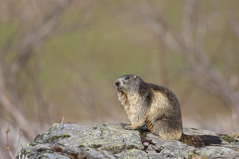 marmotte5584-web.jpg