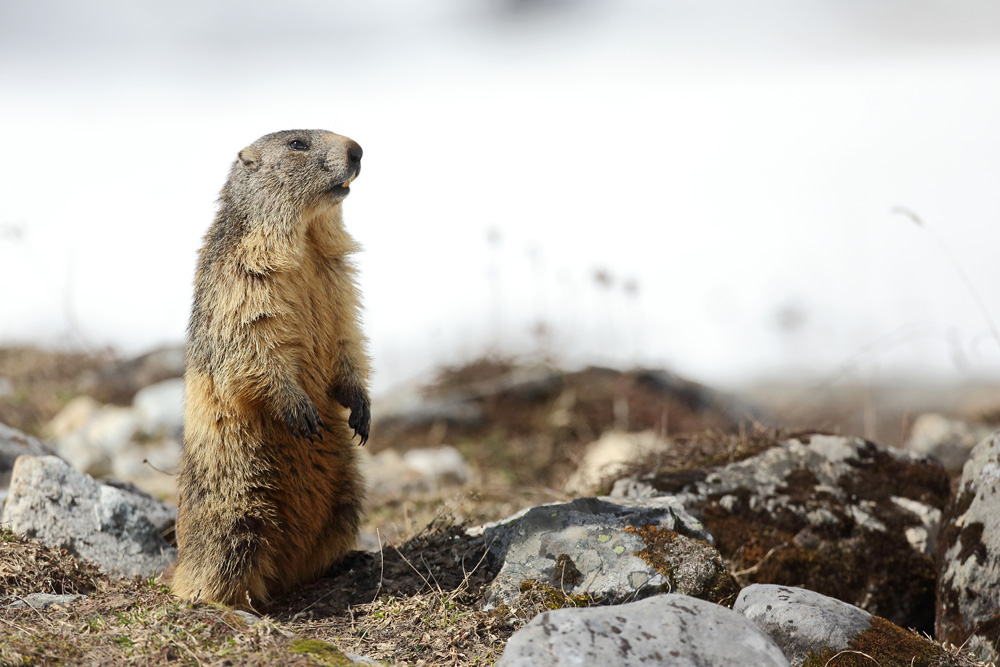 marmotte5659-web.jpg