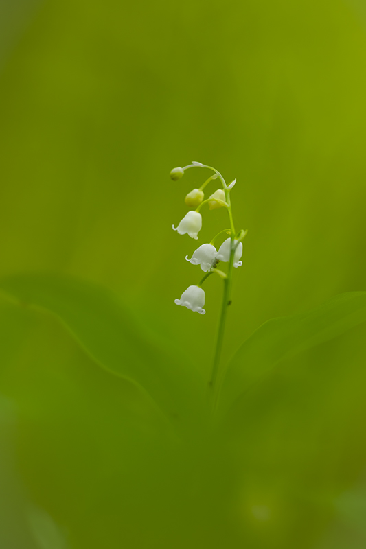 muguet 2022 4a.jpg