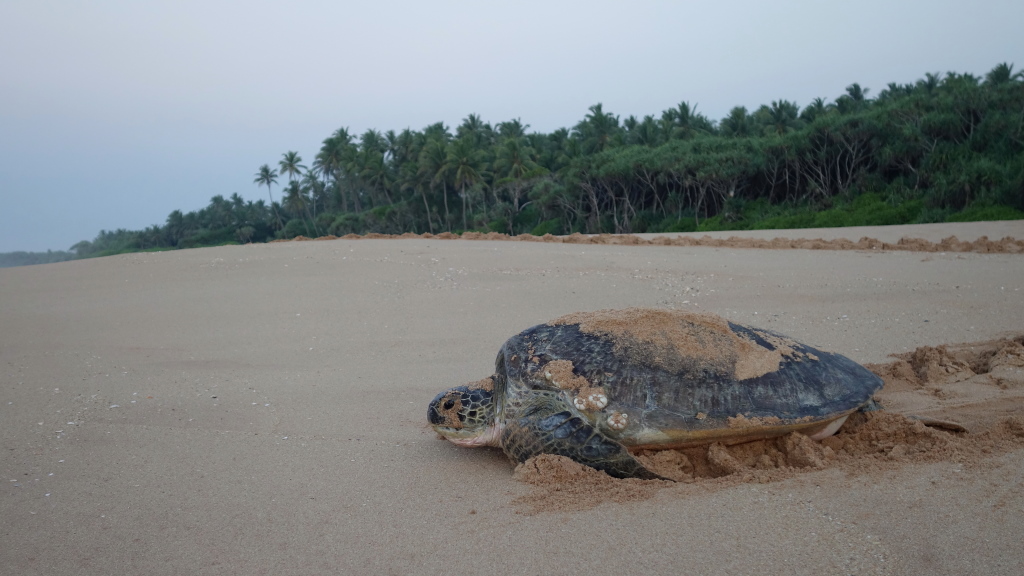 170 Tortue verte.JPG