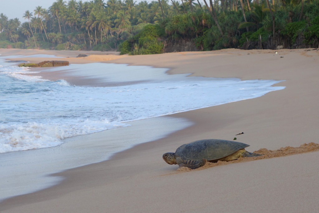 171 Tortue verte.JPG