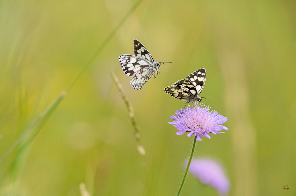 Demi-deuil (Melanargia galathea)-5.jpg