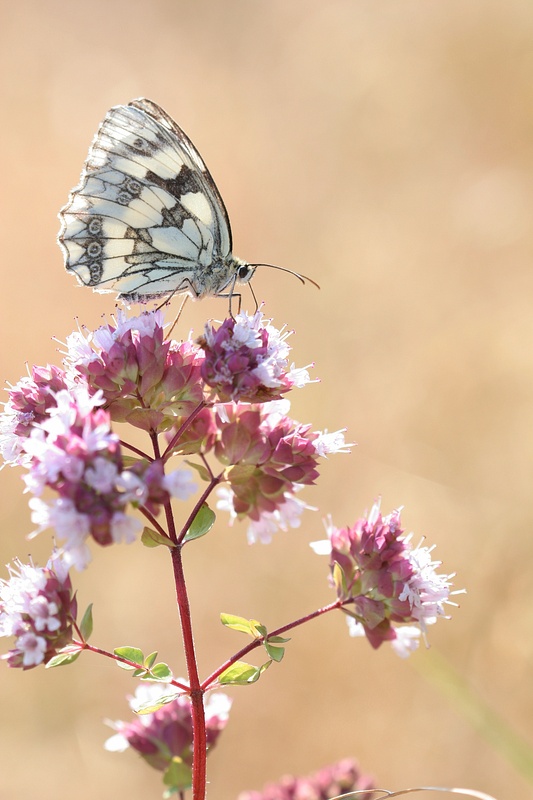 Demi-deuil  Melanargia galathea.jpg