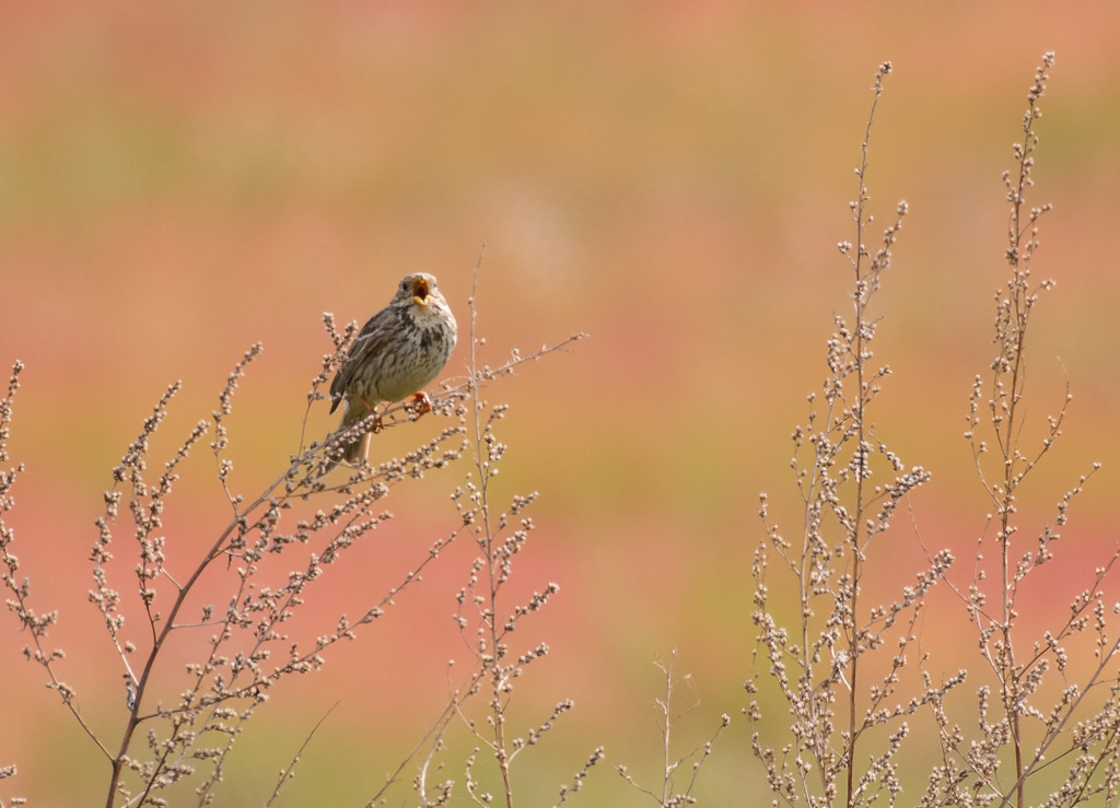 Bruant proyer -1-.jpg