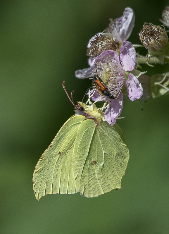 Papillon Citron.jpg