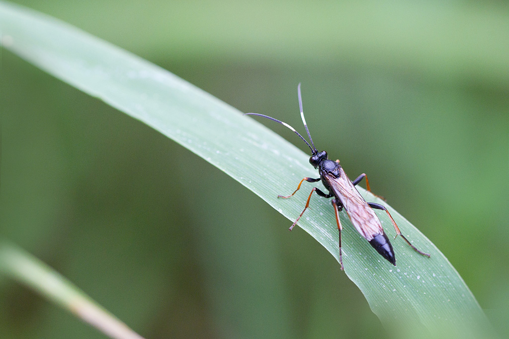 ichneumon sp 1 J Rivière.jpg