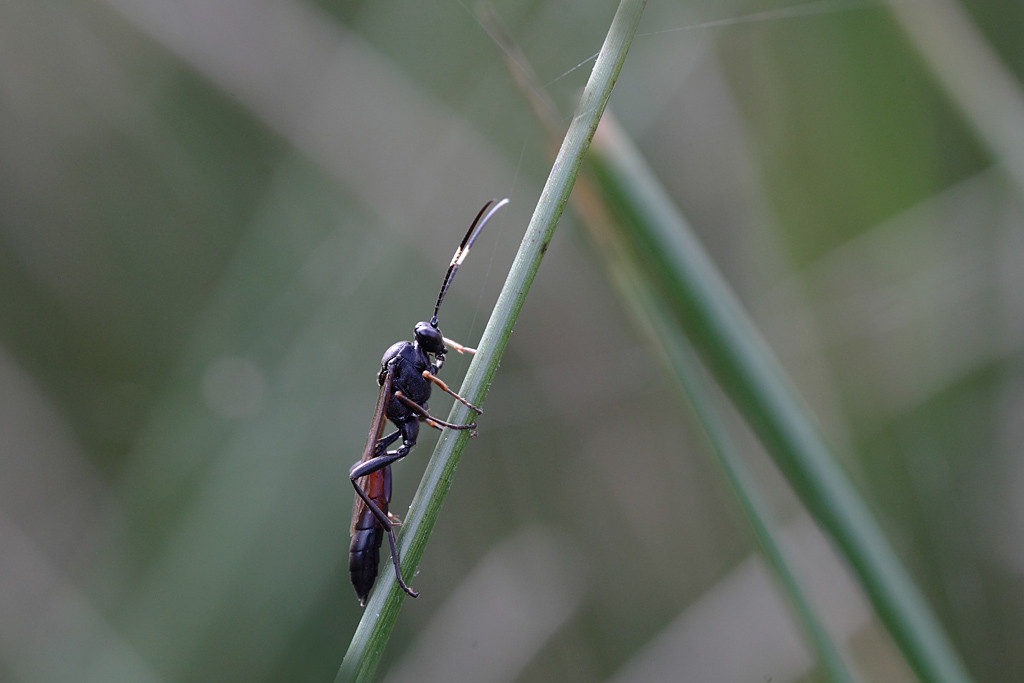 ichneumon sp 2 J Rivière.jpg