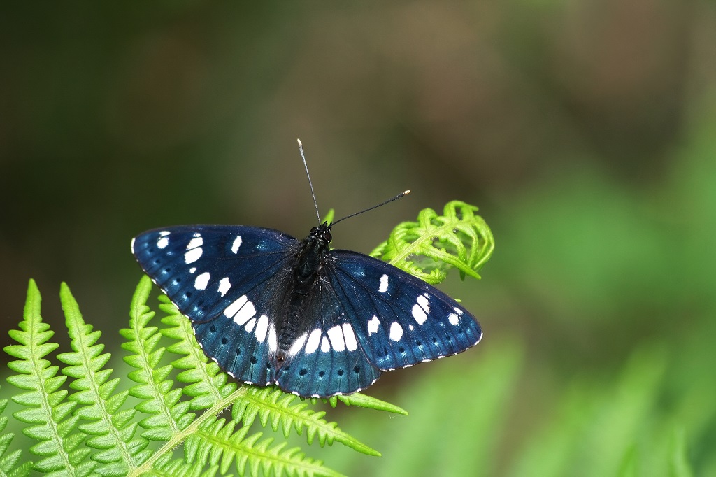 IMG_4076XS Limenitis reducta Sylvain azuré.jpg