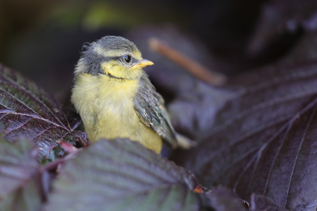 Mésange bleue 38 I&N.JPG