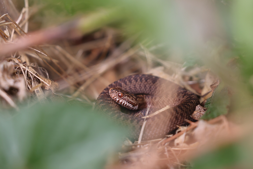 Vipère péliade - Vipera berus  V176 #1  070522 I&N.JPG