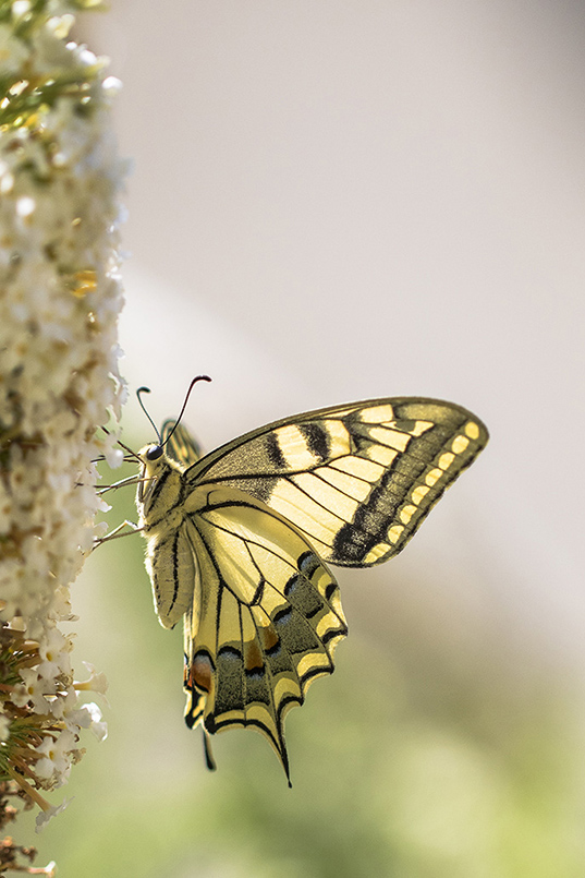 Machaon 1.jpg