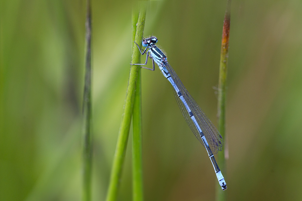 Coenagrion puella 1.jpg