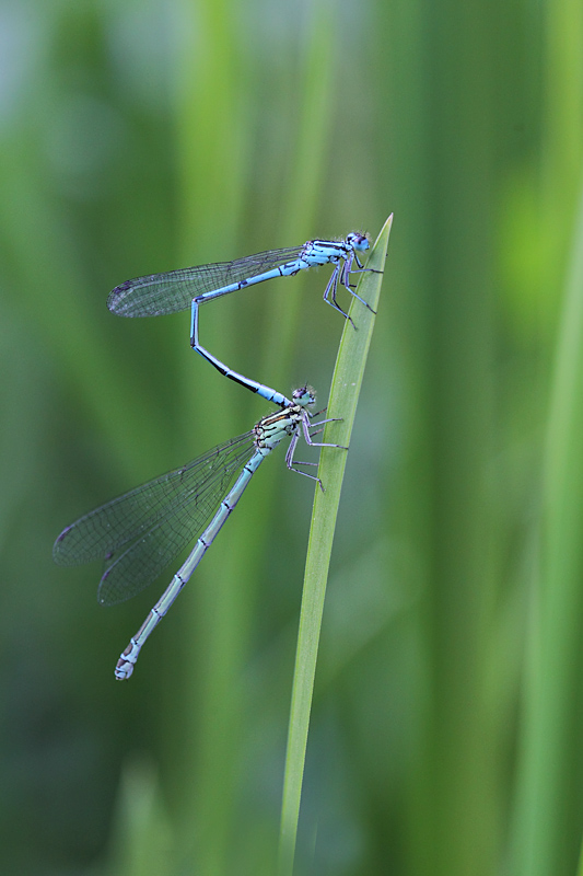 Coenagrion puella 2.JPG