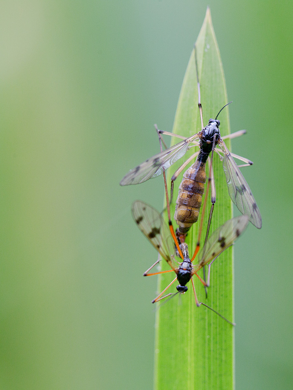 La ptychoptère souillée -Ptychoptera contaminata.jpg