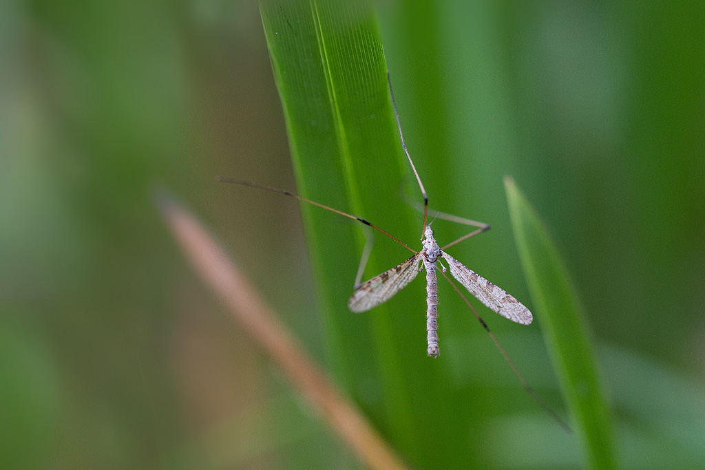 Limnophila pictipennis.jpg