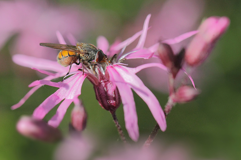 Rhingia campestris.jpg