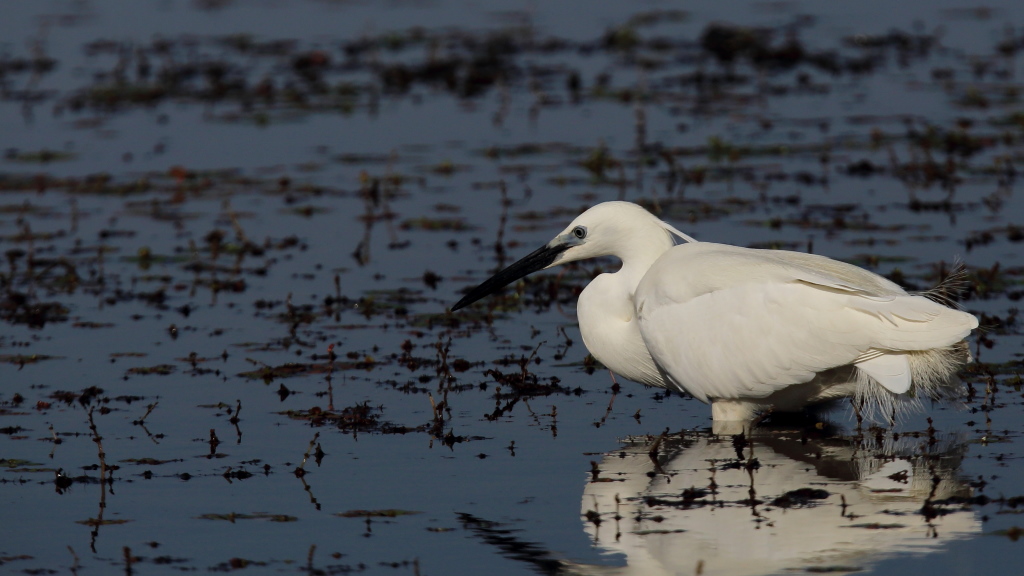 1193 Aigrette garzette.jpg