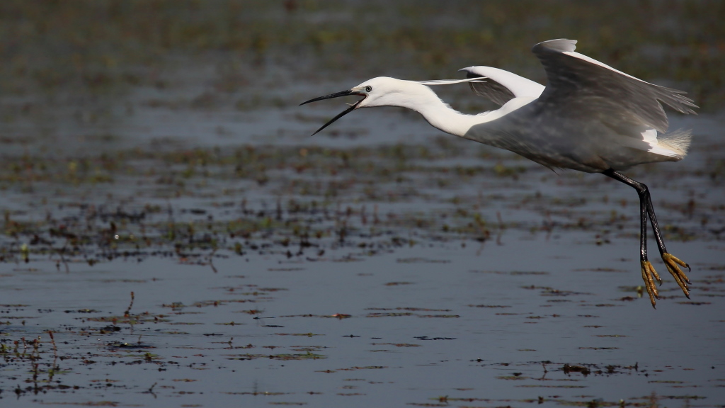 1194 Aigrette garzette.jpg