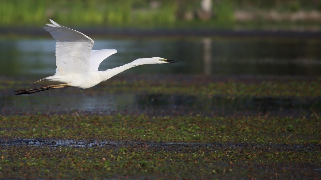 1195 Grande Aigrette.jpg