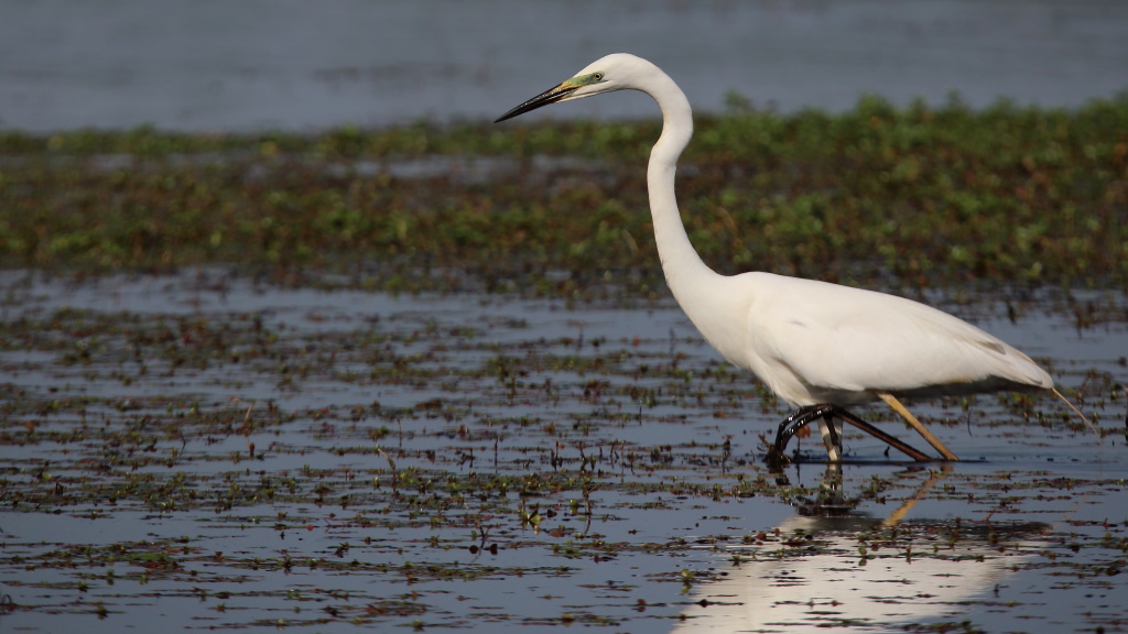 1197 Grande Aigrette.jpg