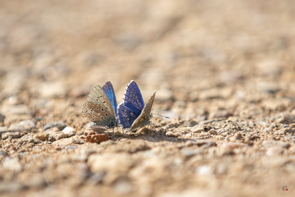 Argus bleu céleste (Polyommatus bellargus)-2.jpg