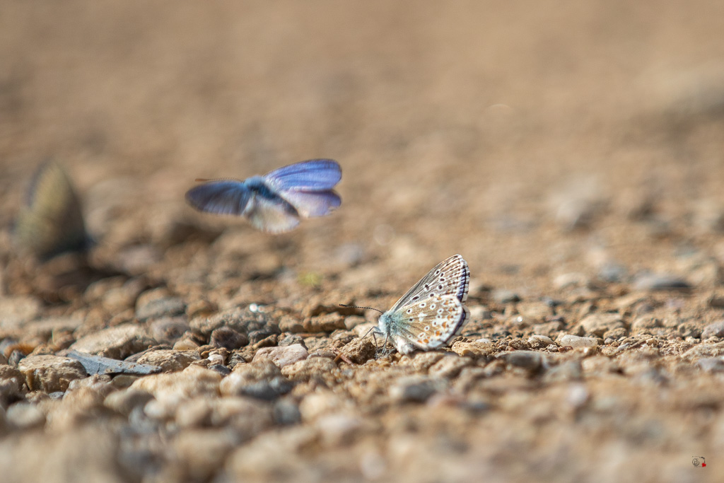 Argus bleu céleste (Polyommatus bellargus)-4.jpg