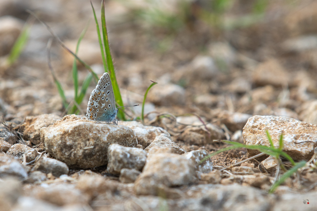 Argus bleu céleste (Polyommatus bellargus)-14.jpg