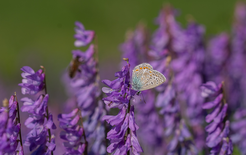 Papillon Argus bleu -7- (2).jpg