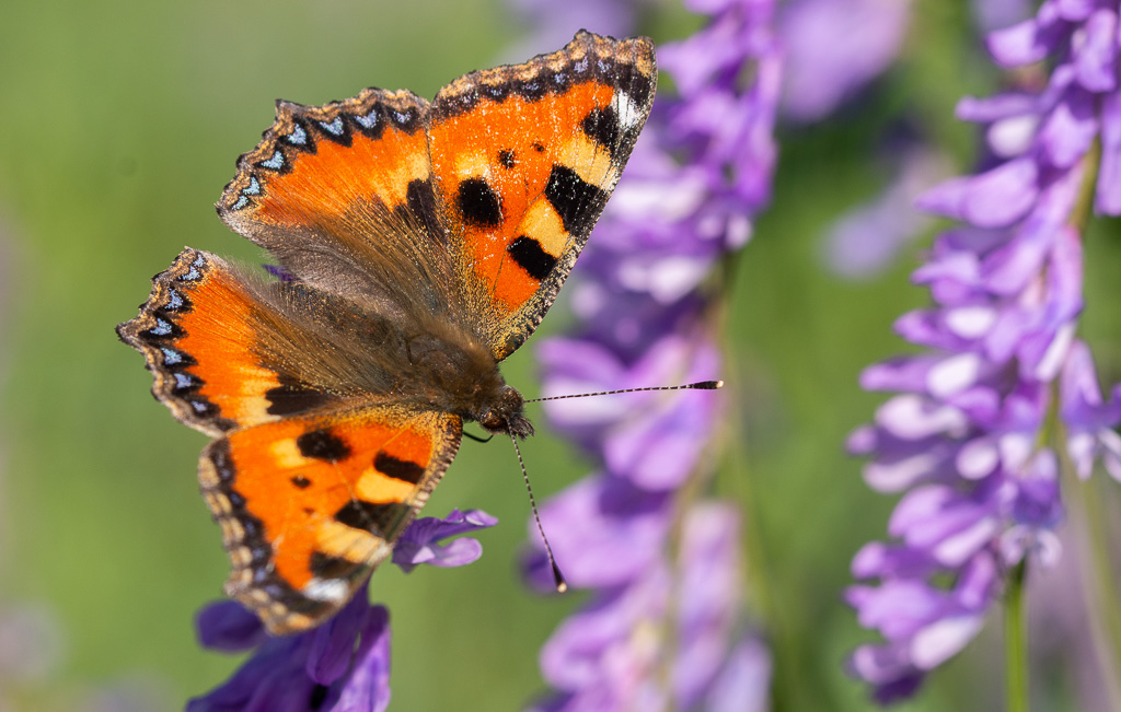 Papillon petite tortue -9-.jpg