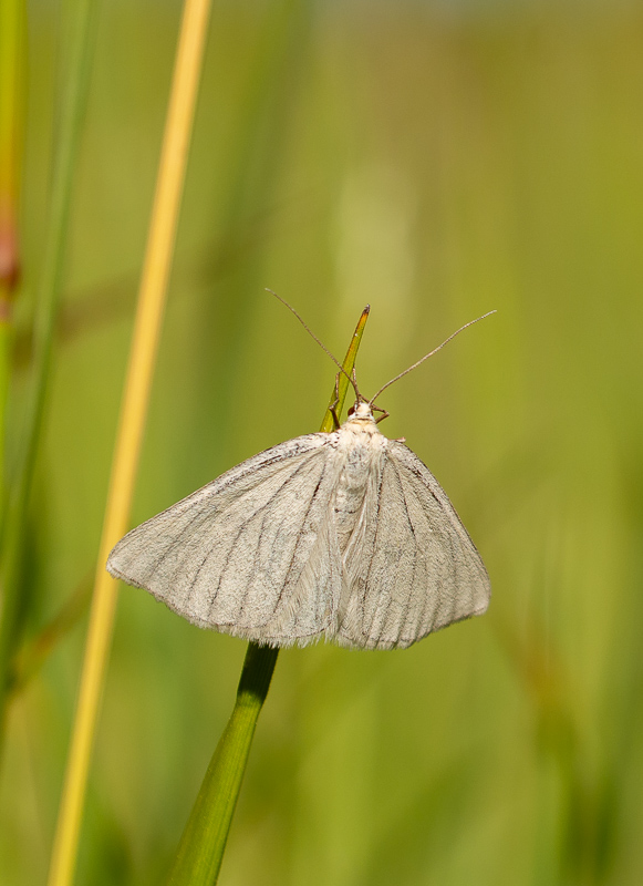 Papillon Phalène blanche (1).jpg