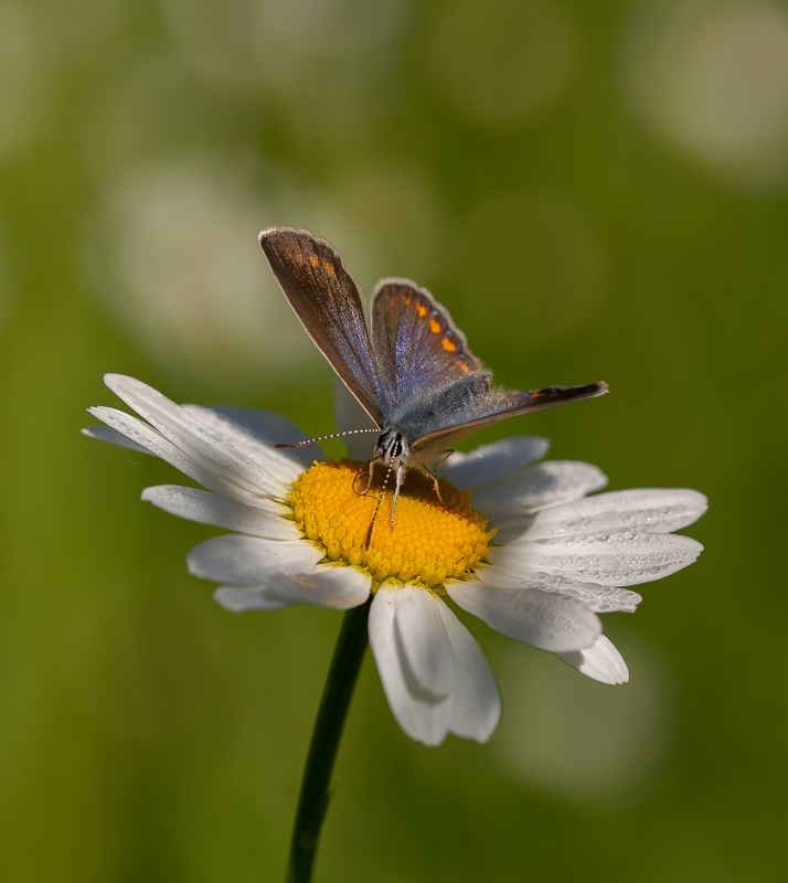 Papillon Collier de Corail -5- (2).jpg