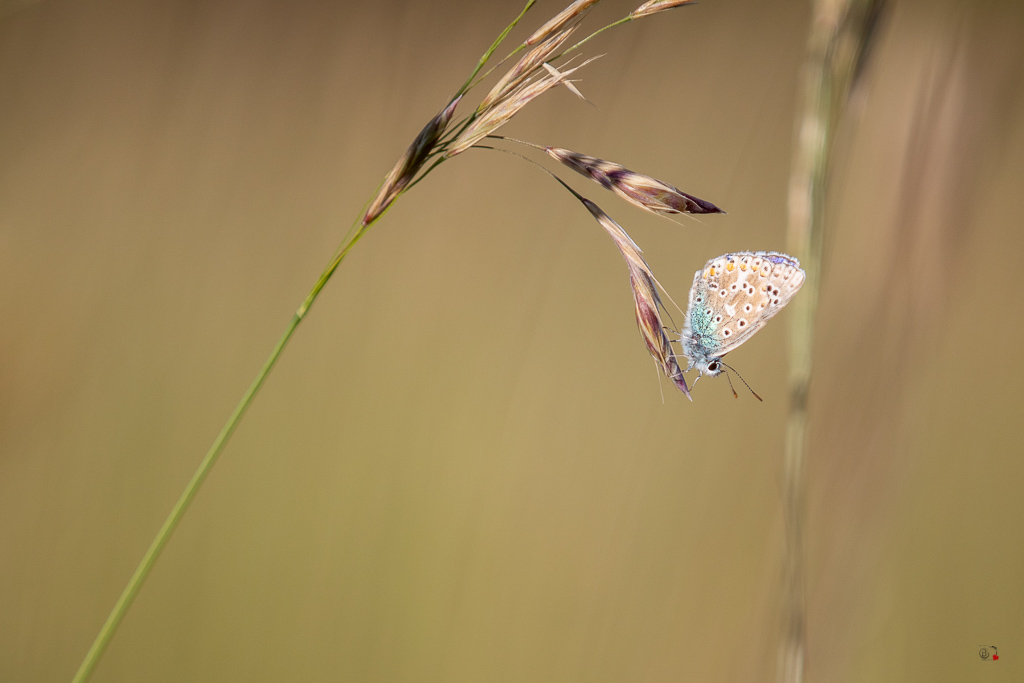 Argus bleu céleste (Polyommatus bellargus)-45.jpg