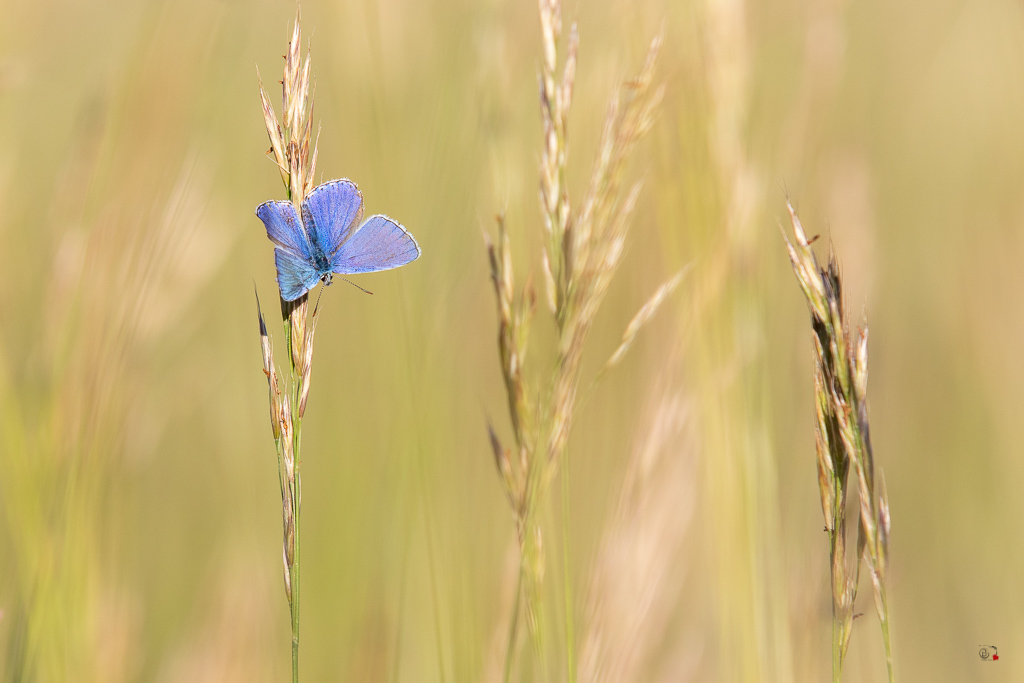 Argus bleu céleste (Polyommatus bellargus)-51.jpg