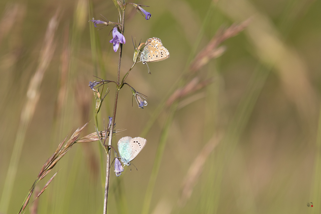 Argus bleu céleste (Polyommatus bellargus)-58.jpg