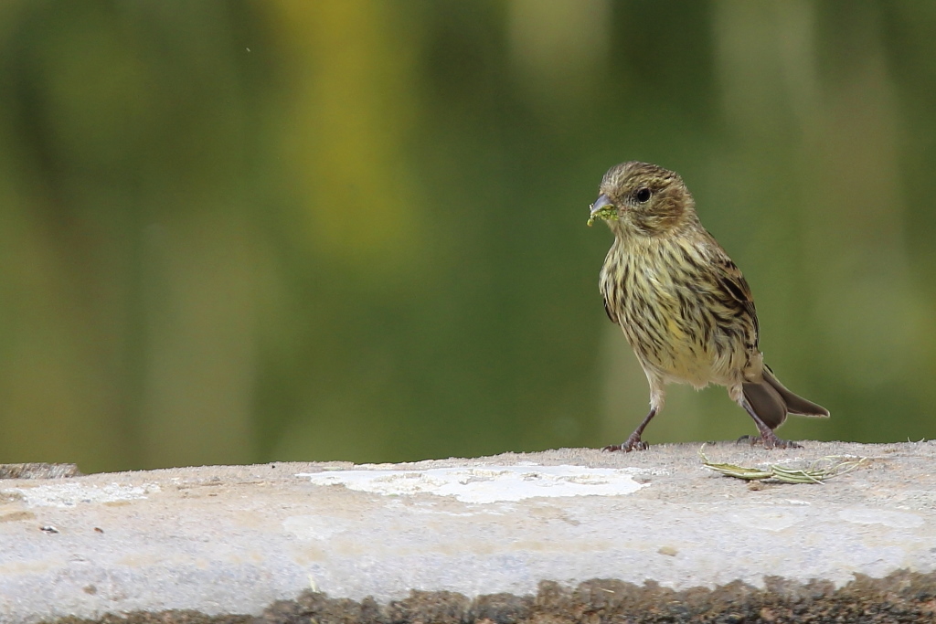 1231 Serin cini.jpg